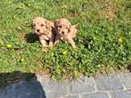 Dwergpoedel pups, Dieren en Toebehoren, Honden | Chihuahua's en Gezelschapshonden, België, CDV (hondenziekte), 8 tot 15 weken