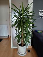 Yucca / 40 euro per stuck, Huis en Inrichting, Kamerplanten, Ophalen of Verzenden