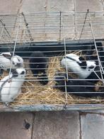 Kleine vlinderkonijnen  en pooltjes, Dieren en Toebehoren