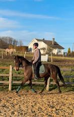 Jument sbs, Animaux & Accessoires, Jument