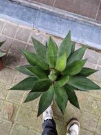 Agave Hybride Victoria Reginae X Asperrima, Tuin en Terras, Ophalen of Verzenden