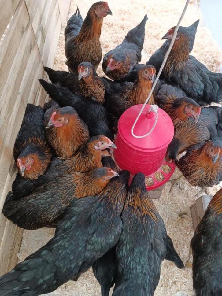 zwarte leghennen harco vanaf 9 euro 0499/082381, Dieren en Toebehoren, Pluimvee, Kip, Vrouwelijk