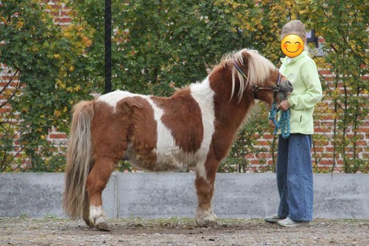 Shetlander, Dieren en Toebehoren, Pony's, Hengst, Onbeleerd, Recreatiepony, Met stamboom, Gechipt, Ontwormd