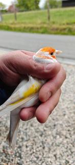XL Major isabelpastel witkop 2025, Dieren en Toebehoren, Vogels | Overige Vogels, Mannelijk, Wildzangvogel, Geringd