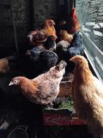 Cochins buff ,1 met kuikens, Dieren en Toebehoren, Pluimvee