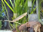 Kwastvinsnoek 20 cm, Dieren en Toebehoren, Vissen | Aquariumvissen
