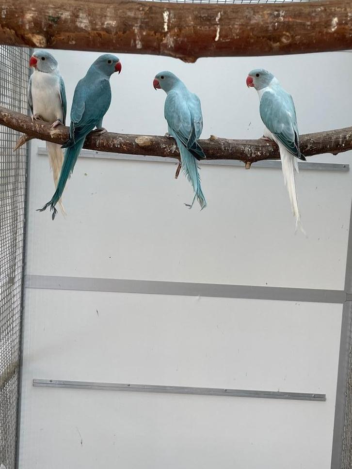 Compleet kweekbestand halsband parkiet / Halsbandparkieten, Dieren en Toebehoren, Vogels | Parkieten en Papegaaien, Parkiet, Geringd