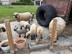 Hampshire Down schapen ooi ram, Dieren en Toebehoren, Schapen, Geiten en Varkens, Meerdere dieren, Schaap, 0 tot 2 jaar