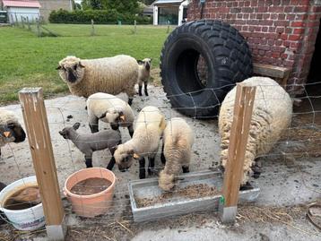 Hampshire Down schapen ooi ram, Meerdere dieren, Schaap, 0 tot 2 jaar
