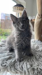 Maine Coon kitten met stambomen, Chat, Vermifugé, 0 à 2 ans