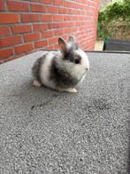 Dwergkonijn, Dieren en Toebehoren, Konijnen, Meerdere dieren, Klein, 0 tot 2 jaar