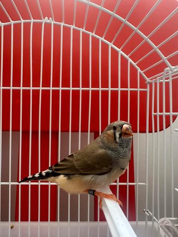 Jonge mannelijke zebravink – bruin drager, Isabelle, PN beschikbaar voor biedingen