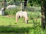 Appaloosa merrie mini paardje, Jument