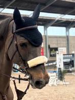 Dy’on hackamore hoofdstel, Ophalen of Verzenden, Nieuw