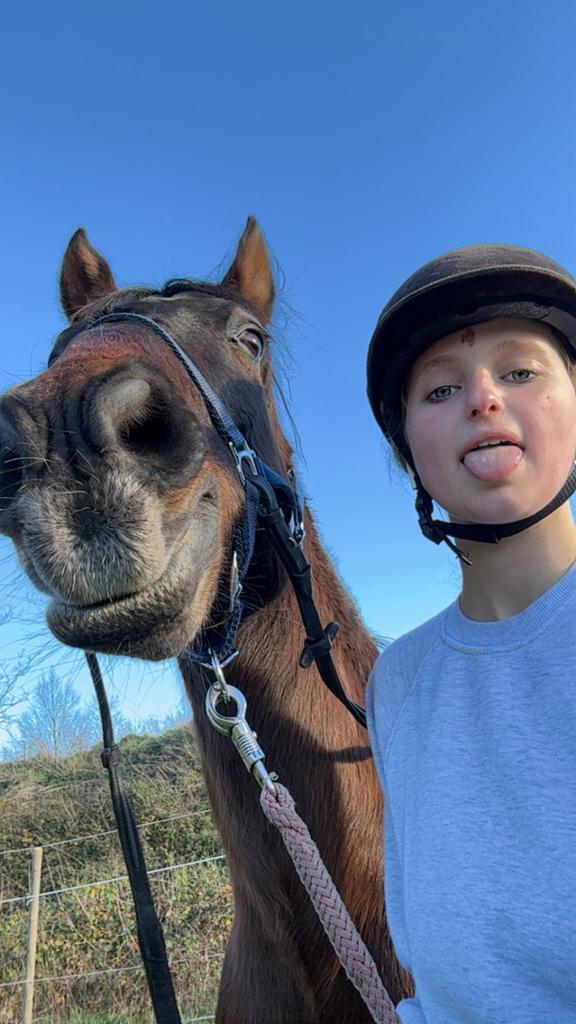 Paard te koop, Animaux & Accessoires, Chevaux & Poneys | Produits de soin, Comme neuf, Enlèvement