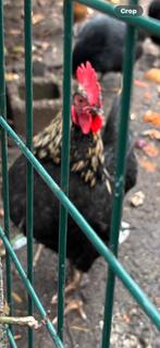 2 jonge haantjes te koop., Dieren en Toebehoren, Pluimvee, Mannelijk, Kip