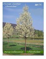 SIERPERENBOMEN „CHANTICLEER” : HOOGSTAM 38€/stuk., Ophalen, Lente, Overige soorten, 250 tot 400 cm