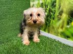 Chiot adolescent Yorkshire Terrier