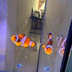 Nemo vis, Dieren en Toebehoren, Ophalen