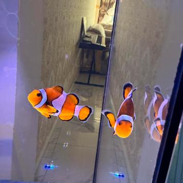 Nemo vis, Enlèvement