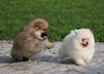 Pomeriaan 100% raszuiver, Dieren en Toebehoren, België, Keeshond, CDV (hondenziekte), 8 tot 15 weken