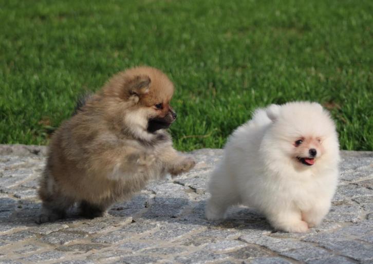 Pomeriaan 100% raszuiver, Dieren en Toebehoren, Honden | Poolhonden, Keeshonden en Oertypen, Meerdere dieren, Keeshond, Fokker | Professioneel
