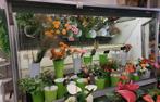 Frigo met wandkoeling, Ophalen, AGF