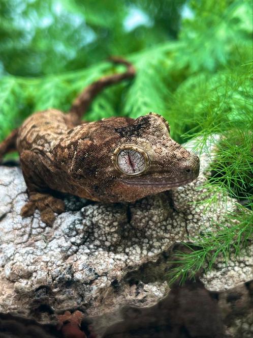 2 niet verwante ongesexte mainland chahoua babies, Dieren en Toebehoren, Reptielen en Amfibieën
