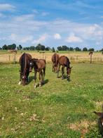 Av poulains et pouliches, Animaux & Accessoires, Chevaux