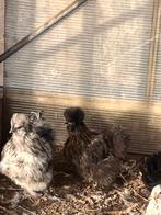 USA zijdehoenders, Dieren en Toebehoren, Pluimvee