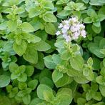 Marjolein, Tuin en Terras, Planten | Tuinplanten, Ophalen, Volle zon, Vaste plant, Kruiden