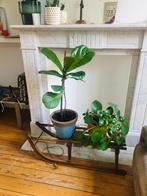 Jeune Ficus Lyrata avec pot bleu - 80 cm, Maison & Meubles, Plantes d'intérieur, En pot, Ficus, Enlèvement, Moins de 100 cm
