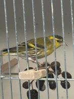 Sijzen, Animaux & Accessoires, Oiseaux | Canaris