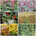 Vaste planten/Mullein/Coquelourd/Cotoniaster/Plectranthus, Ophalen, Vaste plant