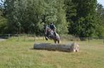 Veelbelovende merrie 4j – Allround talent met uitstraling, Dieren en Toebehoren, Paarden, Merrie, Springpaard, Gechipt, Zadelmak