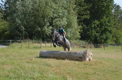 Veelbelovende merrie 4j – Allround talent met uitstraling, Dieren en Toebehoren, Paarden, Merrie, Zadelmak, 165 tot 170 cm, 3 tot 6 jaar