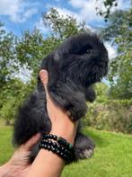 konijn, Dieren en Toebehoren, Knaagdieren