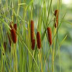 Typha angustifolia (kleine lisdodde), Ophalen