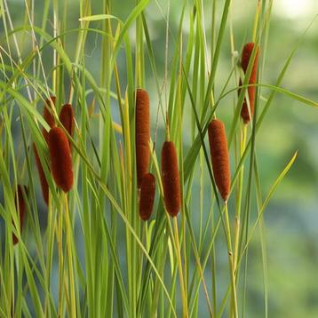 Typha angustifolia (kleine lisdodde) beschikbaar voor biedingen