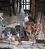 Jack russell pups speciale kleuren op boerderij ouders aanw, Dieren en Toebehoren, Honden | Jack Russells en Terriërs, België