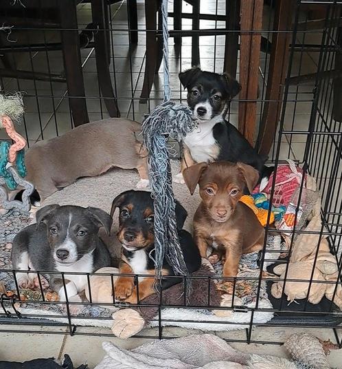 Jack russell pups speciale kleuren op boerderij ouders aanw, Dieren en Toebehoren, Honden | Jack Russells en Terriërs, Meerdere dieren