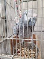 Te koop: bijzondere papegaai (vrouwelijk) 

Leeftijd: 10, Dieren en Toebehoren, Vogels | Parkieten en Papegaaien, Vrouwelijk, Papegaai
