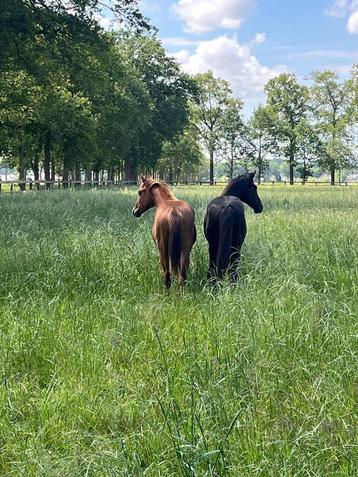 Opfok veulen - nog plaats voor hengstje en merrietje