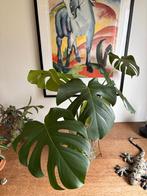 Monstera Deliciosa, gatenplant - hydrocultuur, echte plant, Ophalen, Overige soorten, Halfschaduw, Minder dan 100 cm
