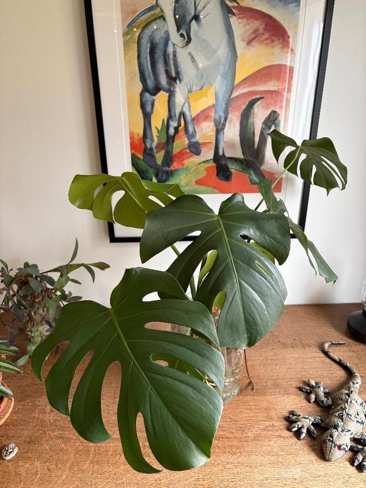 Monstera Deliciosa, gatenplant - hydrocultuur, echte plant, Huis en Inrichting, Kamerplanten, Overige soorten, Minder dan 100 cm