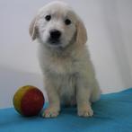 Golden Retriever - Belgische pups te koop, Dieren en Toebehoren, Golden retriever, België, Handelaar, CDV (hondenziekte)