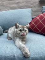 Britse korthaar kittens, Dieren en Toebehoren, Katten en Kittens | Raskatten | Korthaar, Poes, Gechipt, 0 tot 2 jaar