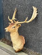 Jallow Deer, Red Deer, Deer Head, années 1990, Bois ou Tête, Utilisé, Enlèvement ou Envoi, Cerf
