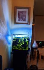 Aquarium Qubiq 60 pro, Dieren en Toebehoren, Ophalen, Zo goed als nieuw