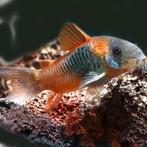 10 Corydoras Venezuela Orange, Dieren en Toebehoren, Vissen | Aquariumvissen, Vis, Zoetwatervis